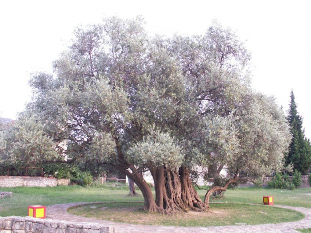 Stara Maslina - najstarsze drzewo Europy ponad 2000 lat k/Starego Baru