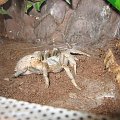 P.Lugardi