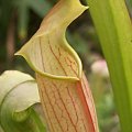 Sarracenia rubra ssp. gulfensis