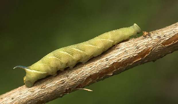 Mimas tiliae