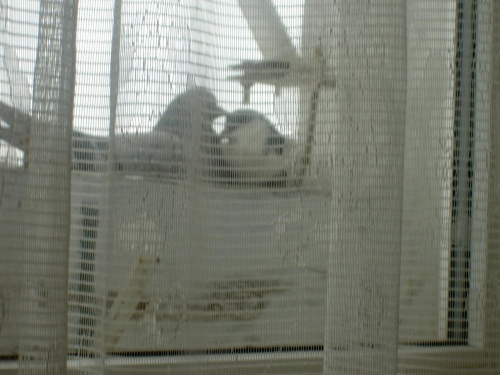 Gołąbki wysiadują jajko za oknem #gołębie