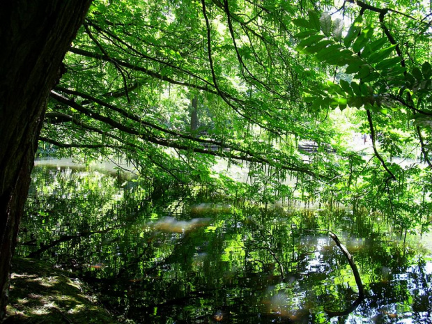 Dni parku Oliwskiego w Gdańsku - Lipiec 2007 #park #oliwa #gdańsk #ogród #botaniczny