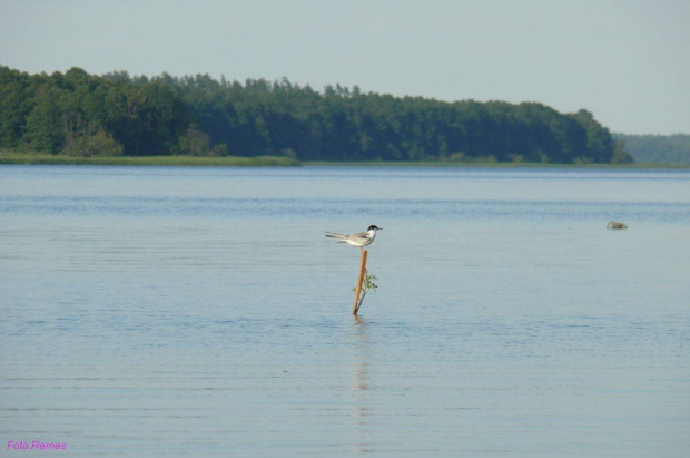 Jezioro Roś #JezioroRoś #Pisz #Mazury #Remes #RowerWodny