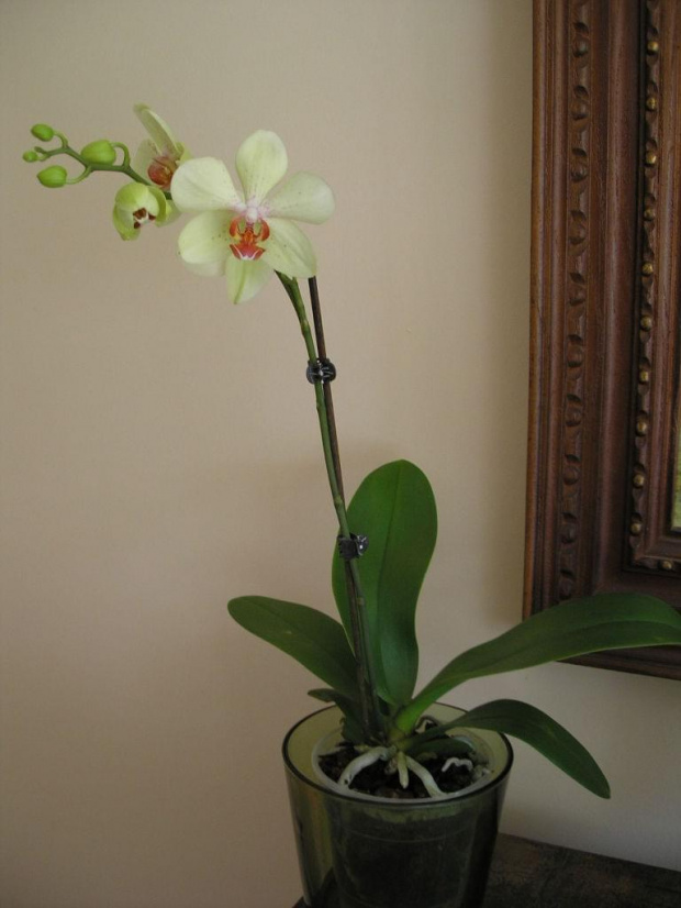 #kwiaty #orchidea #storczyki
