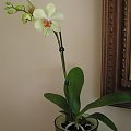 #kwiaty #orchidea #storczyki