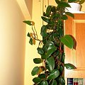 Philodendron scandens #kwiatki