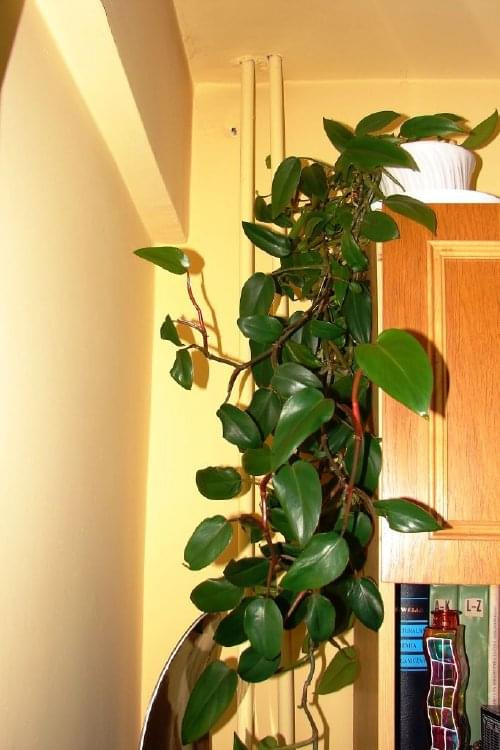 Philodendron scandens #kwiatki