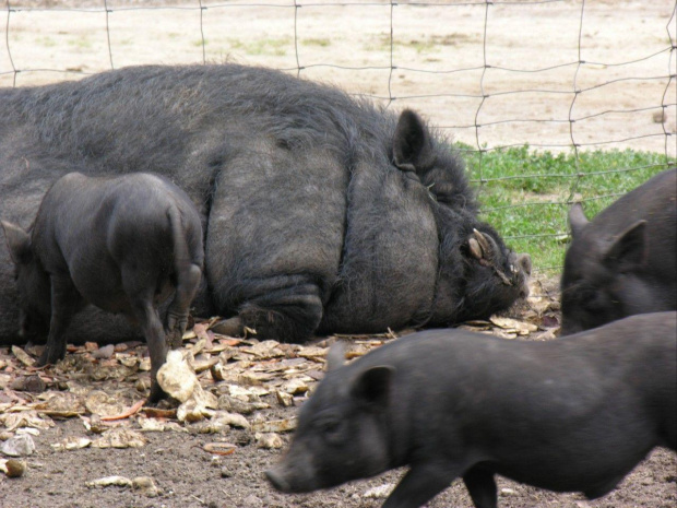 Zespół Pałacowy w Kurozwękach; mini zoo, labirynt w polu kukurydzianym i pare innych atrakcji