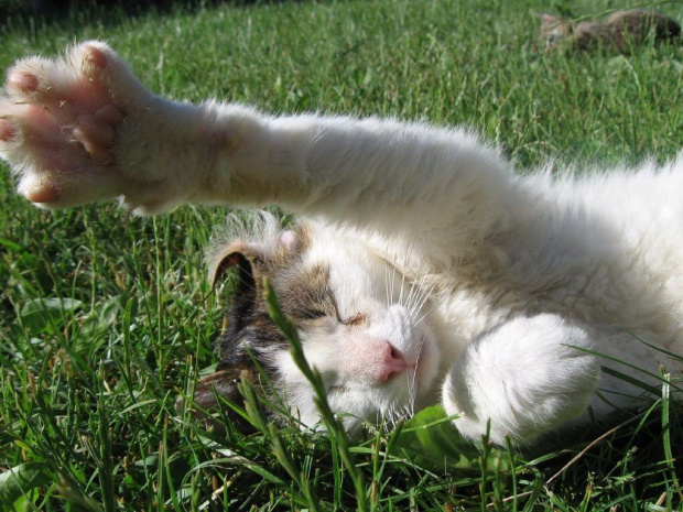 Julian #Kot #koty #zwierzęta #ciekawe #śmieszne #zabawne #fajne #humor