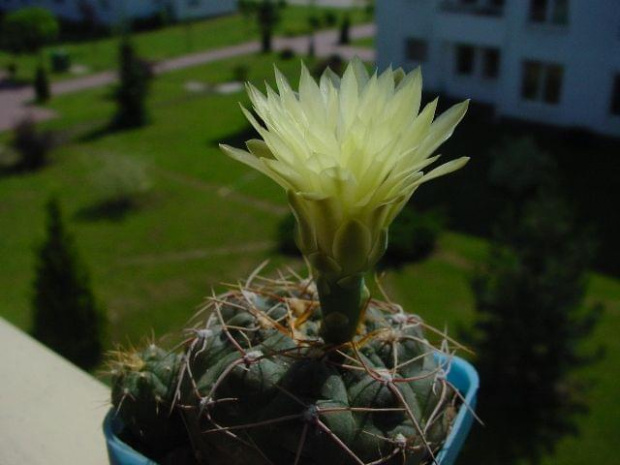 Gymnocalycium leanum