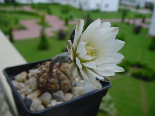 Gymnocalycium ragonesei