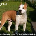 amstaff