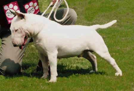 biały Bull Terrier