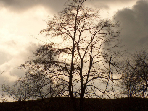 drzewa na tle chmur #chmury #drzewa #natura #pogoda #widok #niebo #krajobraz
