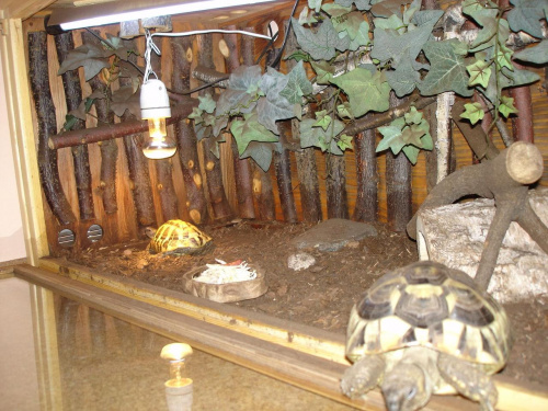 terrarium moich żółwi greckich #terrarium #ŻółwGrecki