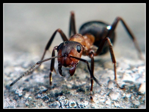 "ciekawska mrówa"
Mrówka Rudnica (Formica rufa)