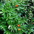Solanum czyli Psianka Pieprzowa