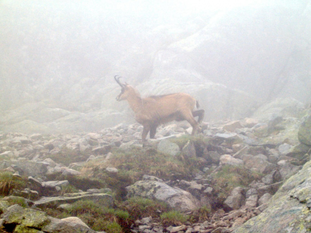 koziołek spotkany we mgle #Tatry