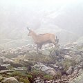 koziołek spotkany we mgle #Tatry
