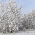 Zima trzyma #zima #drzewa #przyroda #krajobrazy #widoki