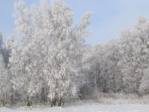 Zima trzyma #zima #drzewa #przyroda #krajobrazy #widoki