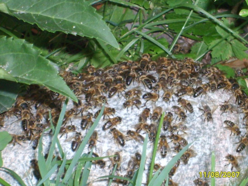 Pszczółki