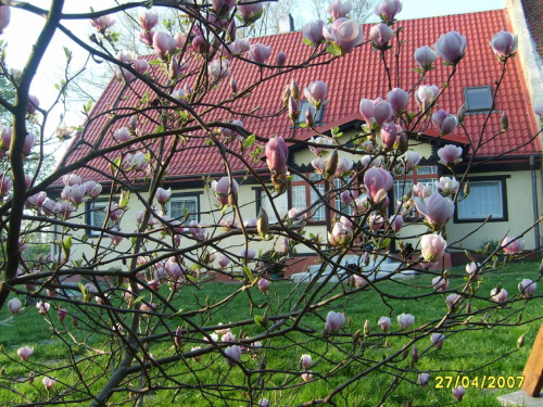 Kwitnąca magnolia. W tle mój dom :)