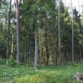 #OkoliceOlsztyna #las #pola #łąki #RezerwatPrzyrody #jezioro #rowery