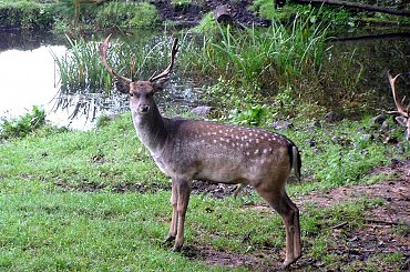 kadzidłowo, ssaki, zwierzaki, zwierzęta, ptaki, daniele, #zwierzaki #ssaki #ptaki #natura #przyroda #zwierzęta