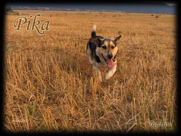 #pies #Pika #kundelek #spacer #ściernisko #słoma