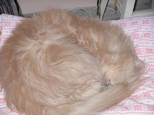 Moja Coco śpi #kot