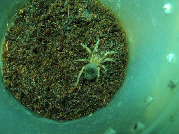 B.boehmei L4