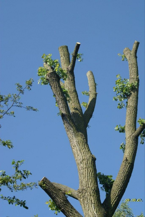 tak obecnie wyglądają okaleczone drzewa :( nieliczne małe gałązki... garść lisci... czy w przyszłym roku to drzewo jeszcze będzie zyło?