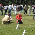 23.VI.2007 #WystawyPsów