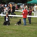 23.VI.2007 #WystawyPsów