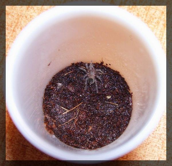 B. albopilosum L1