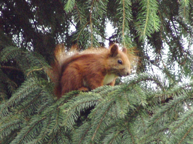 russet squirrel