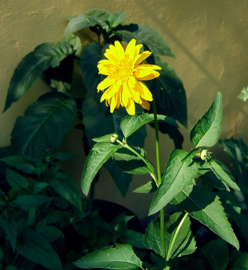 Rudbekia