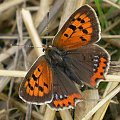 12a. Czerwończyk żarek - Lycaena phlaeas . Data : 13.08.2007. Miejsce : ściernisko koło lasu . Miejscowość : Smogorzewo .