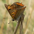 12. Czerwończyk żarek - Lycaena phlaeas . Data : 13.08.2007. Miejsce : ściernisko koło lasu . Miejscowość : Smogorzewo .