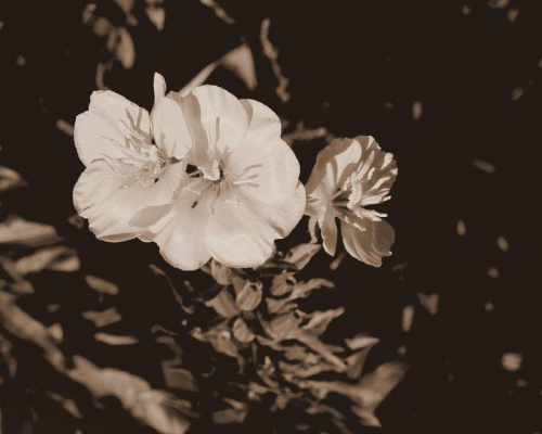 trzy kolory - biały #kwiatek