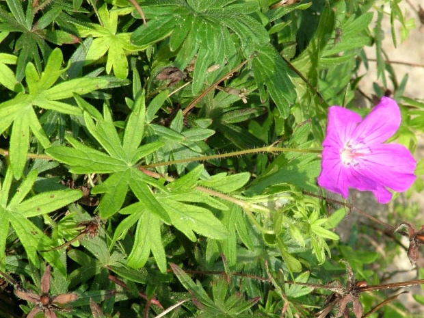 geranium #kwiaty