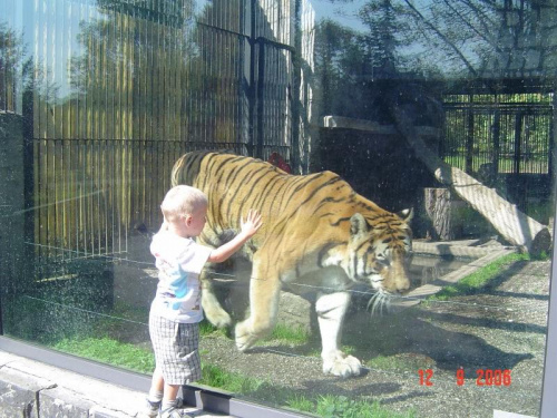 Zoo w Chorzowie.