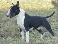 bull terrier