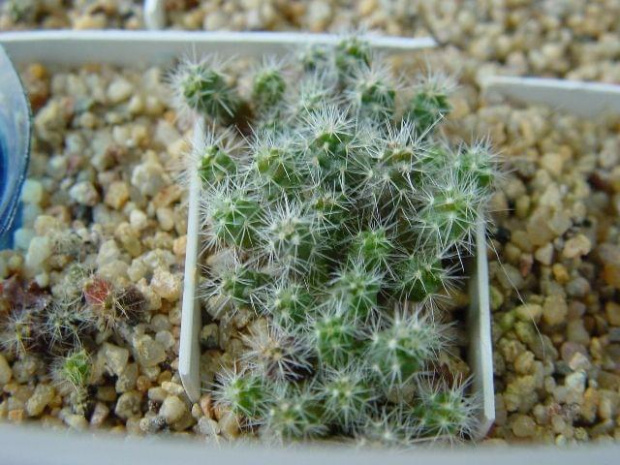 C.vivipara