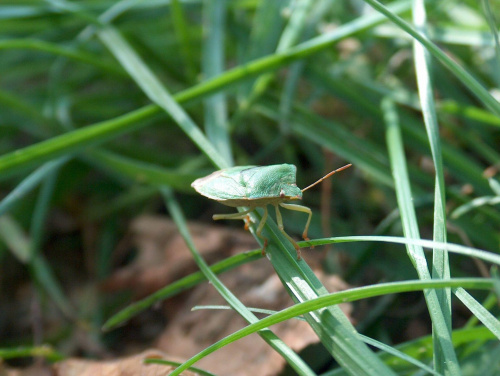 pluskwiak #makro #pluskwiak #natura #pluskwa #zwierzęta #przyroda #owady #makrofotografia