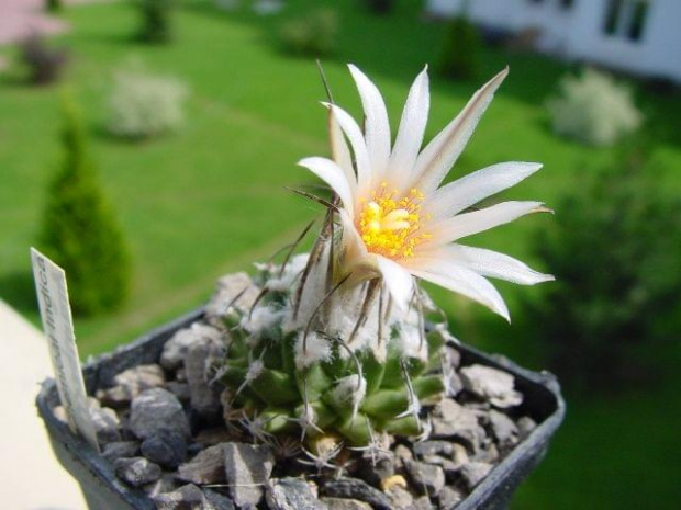 Turbinicarpus gracilis Aramberri