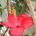 hibiskus