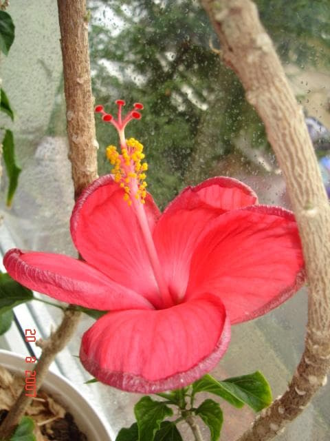 hibiskus