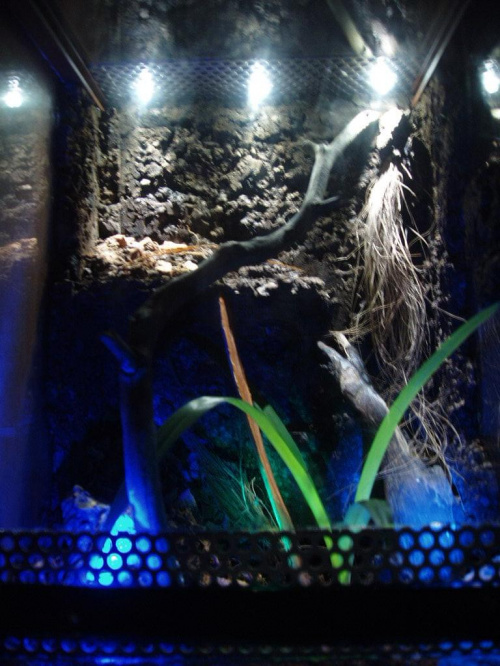 Terrarium P.Cambridgei